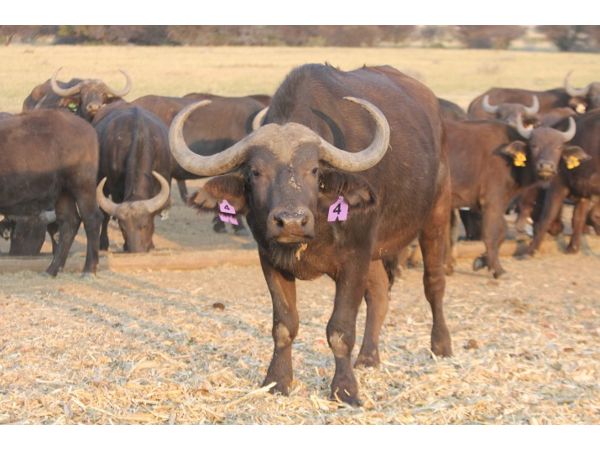 ~/upload/Lots/155879/AdditionalPhotos/f7js5j5oprzr2/066 C3_t600x450.jpg